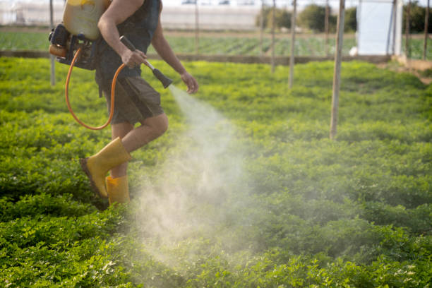 Best Local Pest Control Services  in Cade, LA
